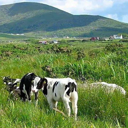 Coill An Rois 3* Ballydavid